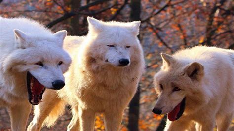 It&39;s the three white wolvesdogs meme where two of them are laughing and one of them is making a serious face. . Wolves laughing meme